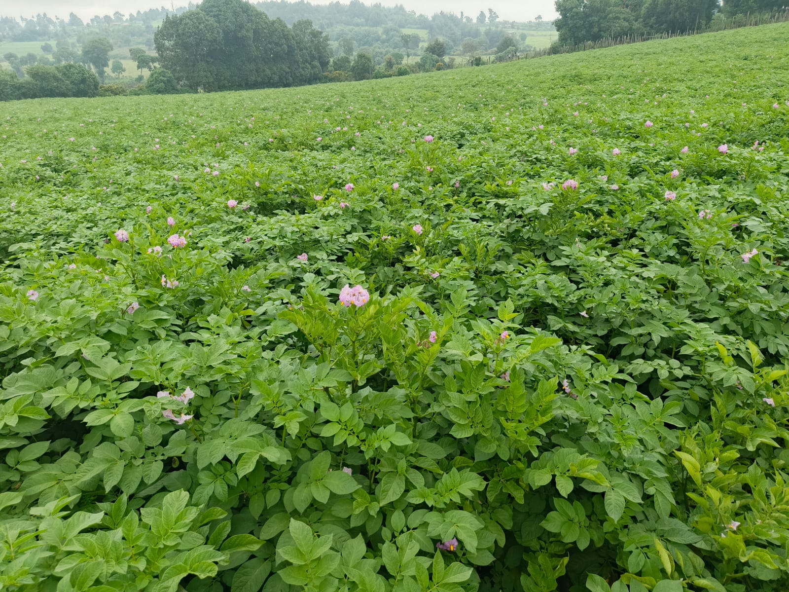 Sustainable potato farming practices