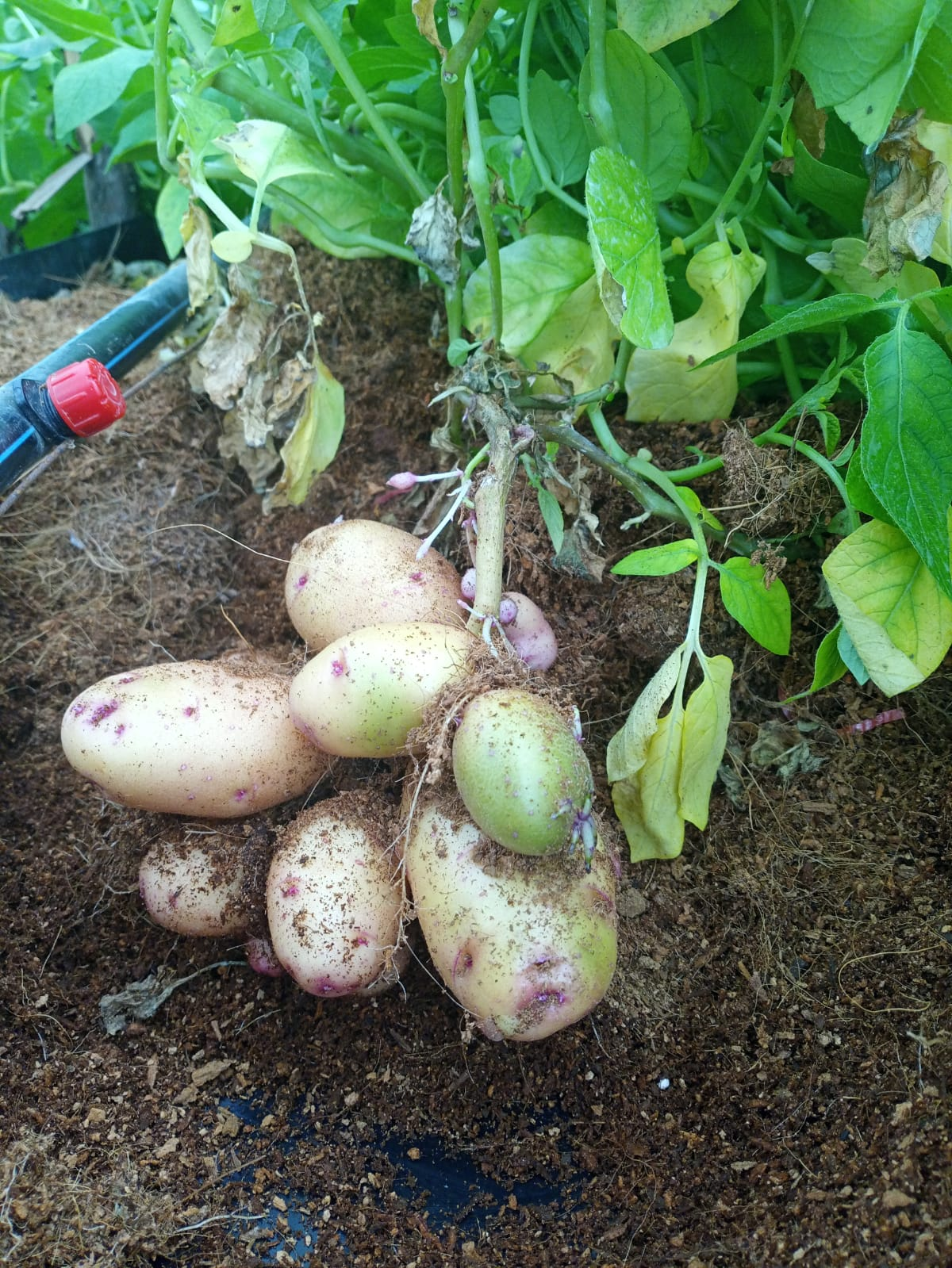 Quality potato harvest